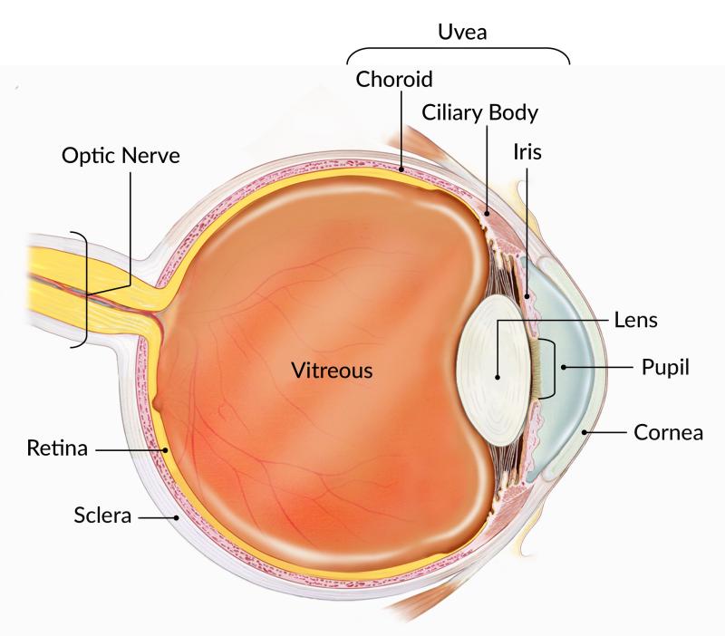 Figure 5: Schematic of the human eye.